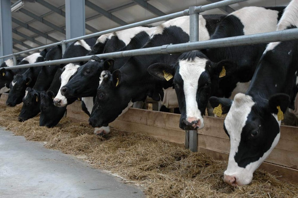 PAS anunță că crescătorii de animale vor beneficia de subvenții la litru de lapte